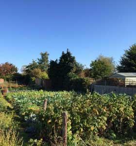 Allotment plots overview